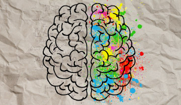 Auf einemverknitterten Blatt Papier sind die zwei Gehirnhälften mit ihrer hauptsachlichen Einteilung „Emotional – Rational“ abgebildet