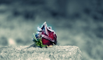 Eine einzelne rote Rose liegt auf einem grauen Stein und ist von Raureif überzogen, der Hintergrund ist unscharf und kühl in Grautönen
